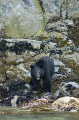 American Black Bear (Ursus americanus) American Black Bear (Ursus americanus)