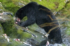 Chum Salmon (Oncorhynchus keta) Chum Salmon (Oncorhynchus keta)