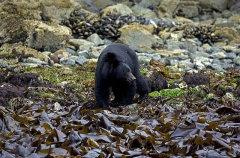 American Black Bear (Ursus americanus) American Black Bear (Ursus americanus)