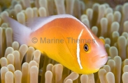Skunk Anemonefish (Amphiprion akallopisos) Skunk Anemonefish (Amphiprion akallopisos)