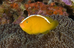 Skunk Anemonefish (Amphiprion akallopisos) Skunk Anemonefish (Amphiprion akallopisos)