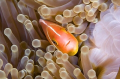 Skunk Anemonefish (Amphiprion akallopisos) Skunk Anemonefish (Amphiprion akallopisos)