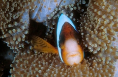 Barrier Reef Anemonefish (Amphiprion akindynos) Barrier Reef Anemonefish (Amphiprion akindynos)