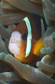 Orange-fin Anemonefish (Amphiprion chrysopterus) Orange-fin Anemonefish (Amphiprion chrysopterus)