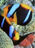 Orange-fin Anemonefish (Amphiprion chrysopterus) Orange-fin Anemonefish (Amphiprion chrysopterus)