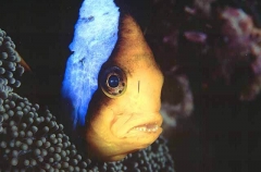 Orange-fin Anemonefish (Amphiprion chrysopterus) Orange-fin Anemonefish (Amphiprion chrysopterus)