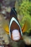 Orange-fin Anemonefish (Amphiprion chrysopterus) Orange-fin Anemonefish (Amphiprion chrysopterus)