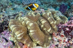 Orange-fin Anemonefish (Amphiprion chrysopterus) Orange-fin Anemonefish (Amphiprion chrysopterus)
