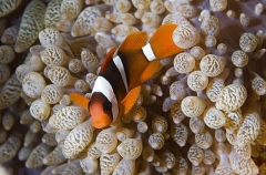 Orange-fin Anemonefish (Amphiprion chrysopterus) Orange-fin Anemonefish (Amphiprion chrysopterus)