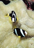 Clark's Anemonefish (Amphiprion clarkii) Clark's Anemonefish (Amphiprion clarkii)
