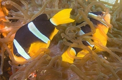 Clark's Anemonefish (Amphiprion clarkii) Clark's Anemonefish (Amphiprion clarkii)