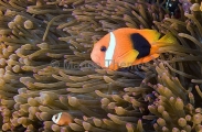 Red And Black Anemonefish (Amphiprion melanopus) Red And Black Anemonefish (Amphiprion melanopus)