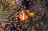 Red And Black Anemonefish (Amphiprion melanopus)