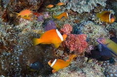 Red and Black Anemonefish (Amphiprion melanopus) Red and Black Anemonefish (Amphiprion melanopus)