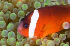 Red and Black Anemonefish (Amphiprion melanopus) Red and Black Anemonefish (Amphiprion melanopus)