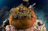 False Clown Anemonefish (Amphiprion ocellaris)