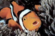Clown Anemonefish (Amphiprion percula) Clown Anemonefish (Amphiprion percula)