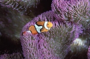Clown Anemonefish (Amphiprion percula) Clown Anemonefish (Amphiprion percula)