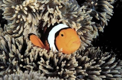 Clown Anemonefish (Amphiprion percula) Clown Anemonefish (Amphiprion percula)