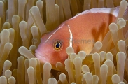 Pink Anemonefish (Amphiprion perideraion) Pink Anemonefish (Amphiprion perideraion)