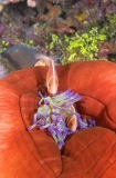 Pink Anemonefish (Amphiprion perideraion) Pink Anemonefish (Amphiprion perideraion)