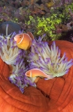 Pink Anemonefish (Amphiprion perideraion) Pink Anemonefish (Amphiprion perideraion)