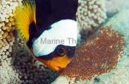 Saddleback Anemonefish (Amphiprion polymnus) Saddleback Anemonefish (Amphiprion polymnus)