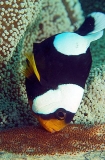 Saddleback Anemonefish (Amphiprion polymnus) Saddleback Anemonefish (Amphiprion polymnus)