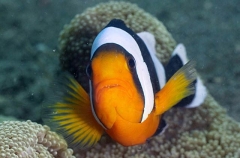 Saddleback Anemonefish (Amphiprion polymnus) Saddleback Anemonefish (Amphiprion polymnus)