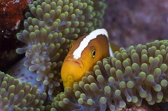 Orange Anemonefish (Amphiprion sandaracinos) Orange Anemonefish (Amphiprion sandaracinos)