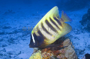 Six-banded Angelfish (Pomacanthus sexstriatus) Six-banded Angelfish (Pomacanthus sexstriatus)