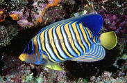 Regal Angelfish (Pygoplites diacanthus)