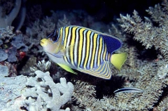 Regal Angelfish (Pygoplites diacanthus) Regal Angelfish (Pygoplites diacanthus)