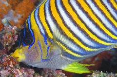 Regal Angelfish (Pygoplites diacanthus) Regal Angelfish (Pygoplites diacanthus)