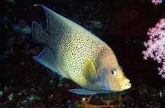 Semicircle Angelfish (Pomacanthus semicirculatus) Semicircle Angelfish (Pomacanthus semicirculatus)