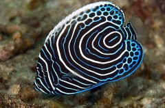 Emperor Angelfish (Pomacanthus imperator) Emperor Angelfish (Pomacanthus imperator)