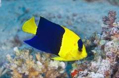 Bicolor Angelfish (Centropyge bicolor) Bicolor Angelfish (Centropyge bicolor)