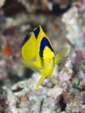 Bicolor Angelfish (Centropyge bicolor) Bicolor Angelfish (Centropyge bicolor)