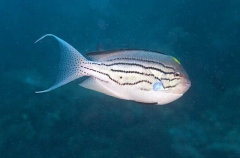 Blackstriped Angelfish (Genicanthus lamarck) Blackstriped Angelfish (Genicanthus lamarck)