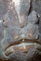 Giant Anglerfish (Antennarius commersonii) Giant Anglerfish (Antennarius commersonii)