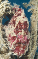 Giant Anglerfish (Antennarius commersonii) Giant Anglerfish (Antennarius commersonii)