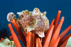 Giant Anglerfish (Antennarius commersonii) Giant Anglerfish (Antennarius commersonii)