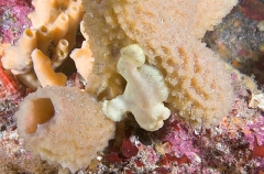 Giant Anglerfish (Antennarius commersonii) Giant Anglerfish (Antennarius commersonii)