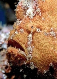 Shaggy Anglerfish (Antennarius hispidus) Shaggy Anglerfish (Antennarius hispidus)