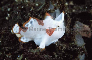 Clown Anglerfish (Antennarius maculatus) Clown Anglerfish (Antennarius maculatus)