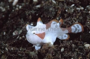 Clown Anglerfish (Antennarius maculatus) Clown Anglerfish (Antennarius maculatus)