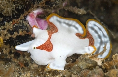 Clown Anglerfish (Antennarius maculatus) Clown Anglerfish (Antennarius maculatus)