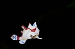 Clown Anglerfish (Antennarius maculatus) Clown Anglerfish (Antennarius maculatus)