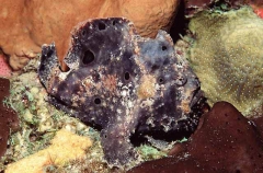 Longlure Anglerfish (Antennarius multiocellatus) Longlure Anglerfish (Antennarius multiocellatus)