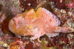 Spotfin Anglerfish (Antennarius nummifer) Spotfin Anglerfish (Antennarius nummifer)